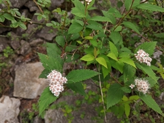 Spiraea formosana