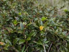 Berberis nantoensis