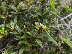 Berberis nantoensis