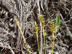 Carex exilis