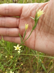 Centaurium maritimum