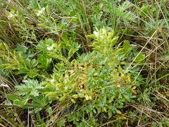 Schivereckia podolica