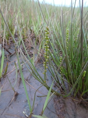 Triglochin gaspensis