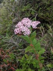 Spiraea hayatana