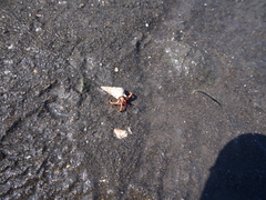 Coenobita violascens