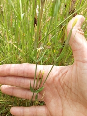 Centaurium maritimum