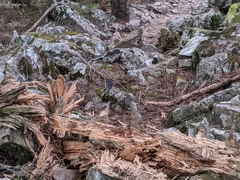 Tarsiger johnstoniae