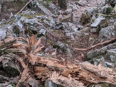 Tarsiger johnstoniae