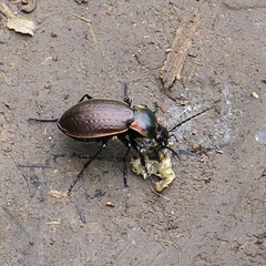 Carabus billbergi