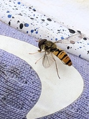 Episyrphus balteatus