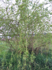 Salix lucida