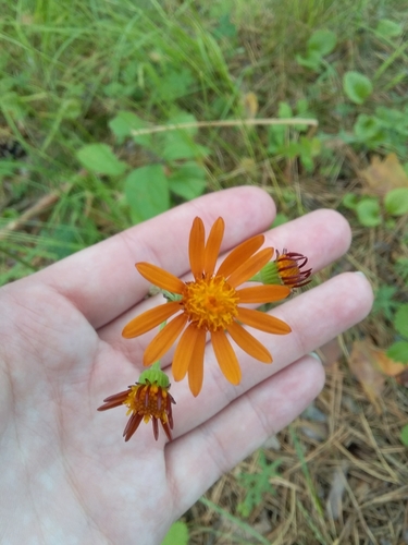 Tephroseris flammea iNat (1)