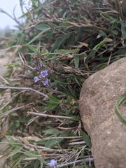 Veronica morrisonicola