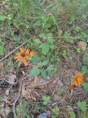 Tephroseris flammea