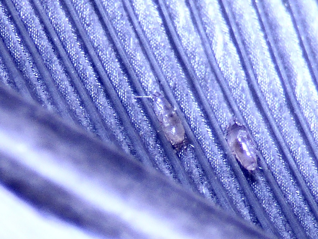 Mite