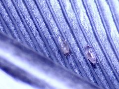 Proctophyllodes