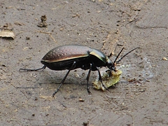 Carabus billbergi
