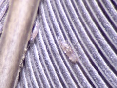 Proctophyllodes
