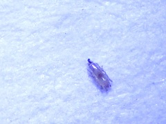 Proctophyllodes