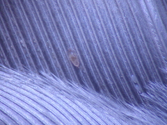 Proctophyllodes