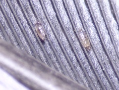 Proctophyllodes