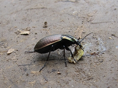 Carabus billbergi