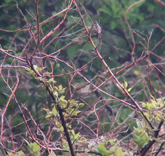 Zosterops erythropleurus