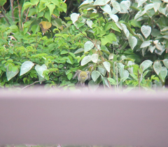 Zosterops erythropleurus