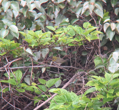 Zosterops erythropleurus