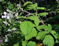 Rubus criniger