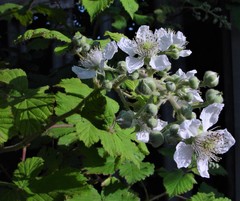 Rubus criniger