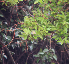 Zosterops erythropleurus