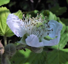 Rubus criniger
