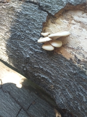 Agaricomycetes