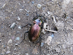Carabus billbergi