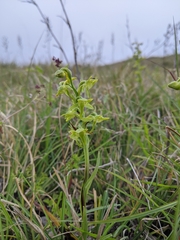 Platanthera mandarinorum pachyglossa