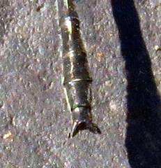 Phanogomphus descriptus