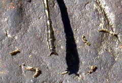 Phanogomphus descriptus