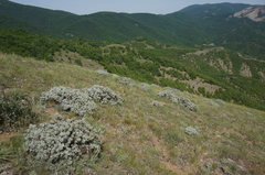 Astragalus arnacantha