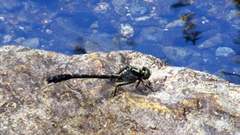 Hylogomphus adelphus