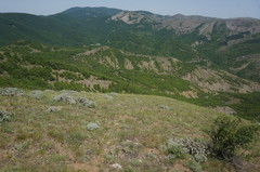 Astragalus arnacantha