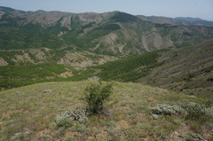 Astragalus arnacantha