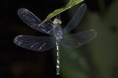 Libellulidae