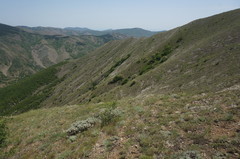 Astragalus arnacantha