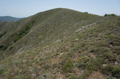 Astragalus arnacantha