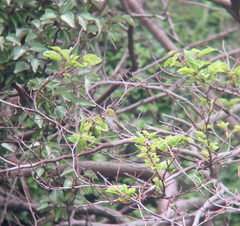 Zosterops erythropleurus