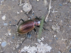 Carabus billbergi