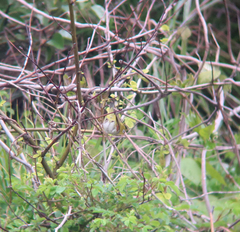 Zosterops erythropleurus