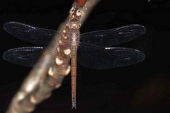 Tholymis citrina
