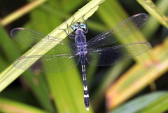 Libellulidae